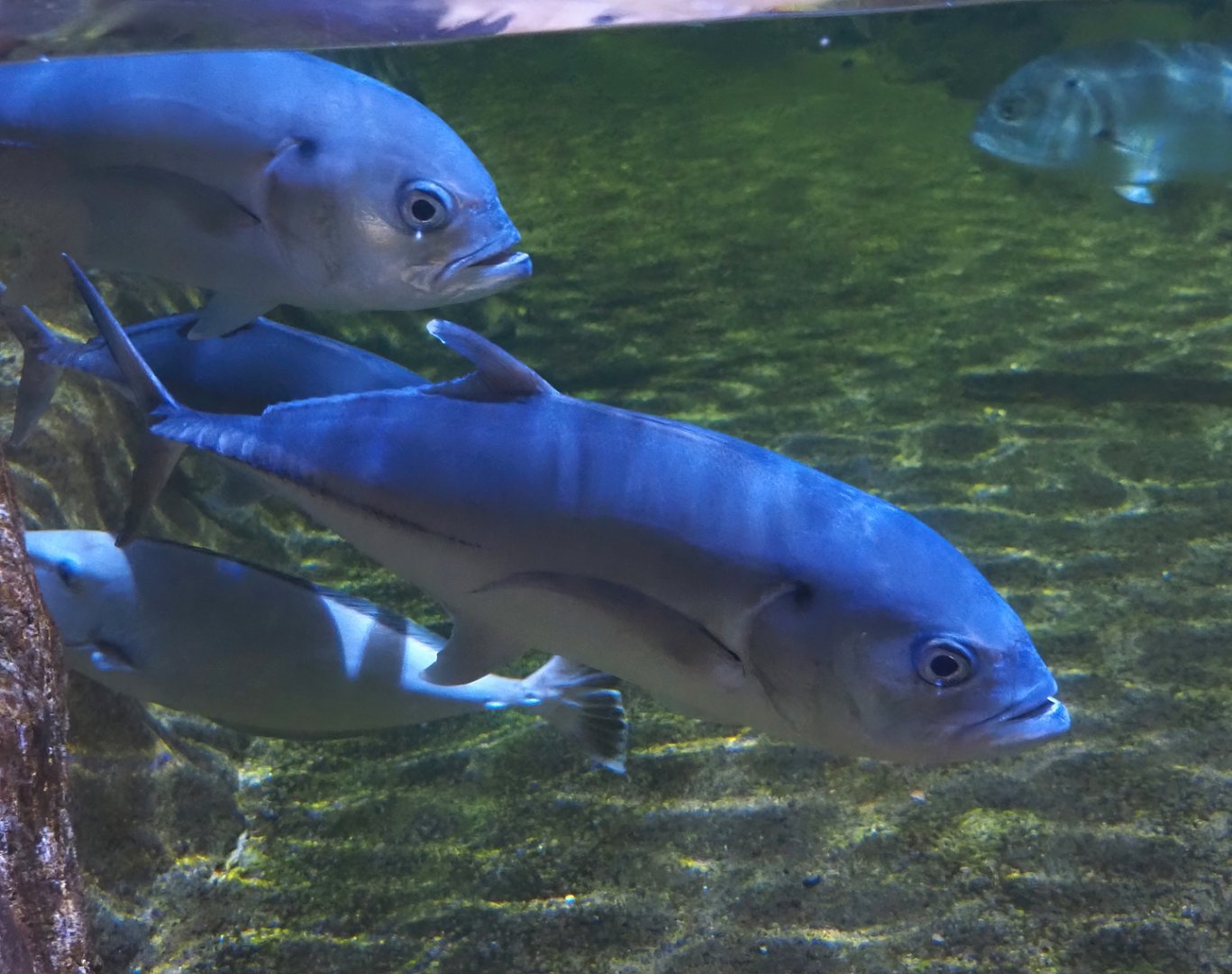 Bigeye trevallies (Caranx sexfasciatus), 2024-09-17