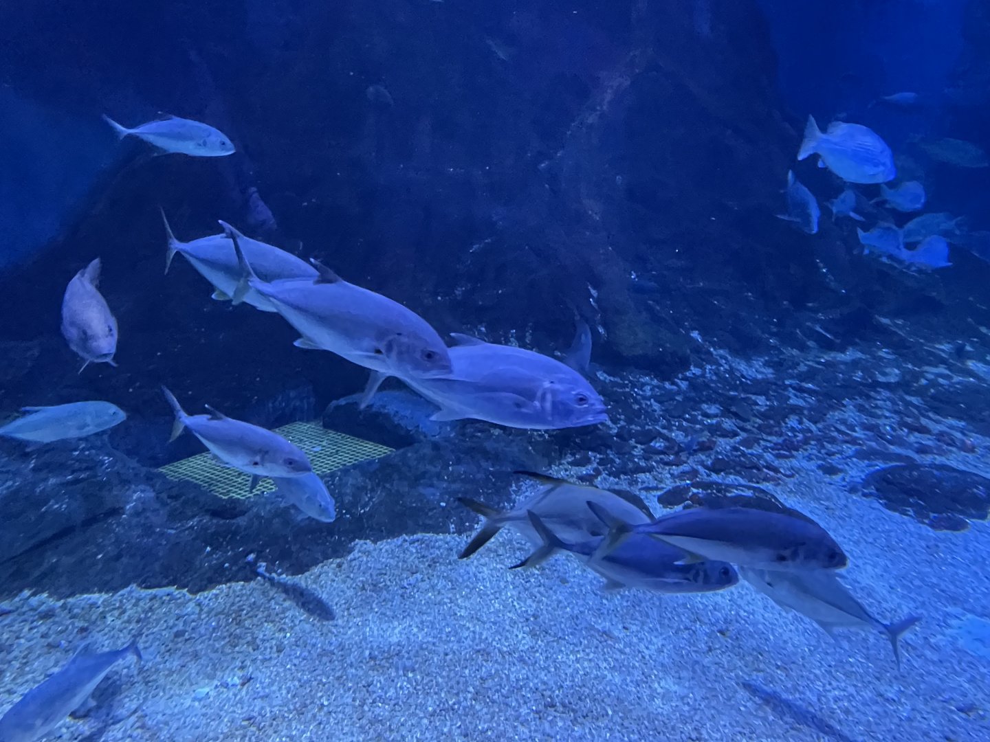 bigeye trevallies (caranx sexfasciatus) - BX Sea