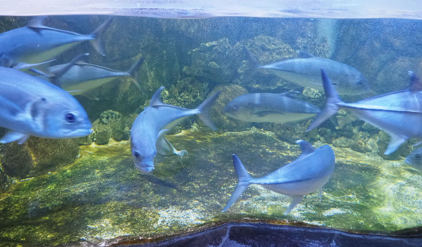 Bigeye trevally (Caranx sexfasciatus), 2022-09-14