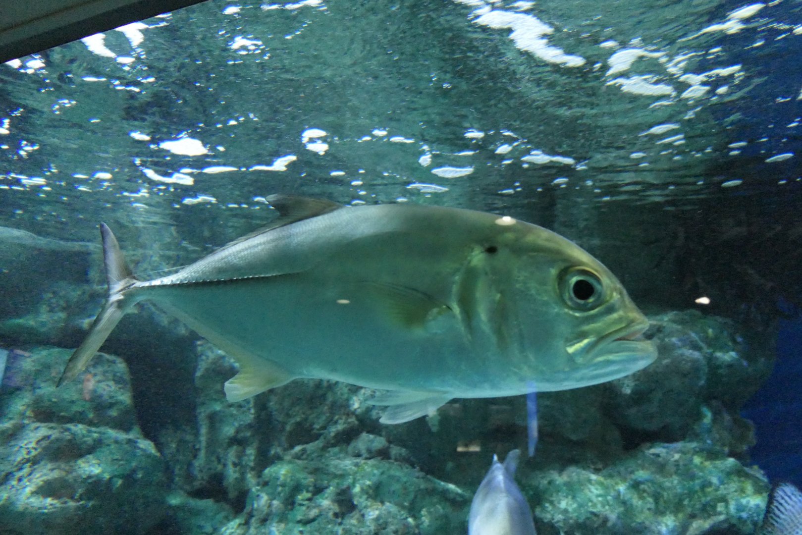 Bigeye Trevally (Caranx sexfasciatus)