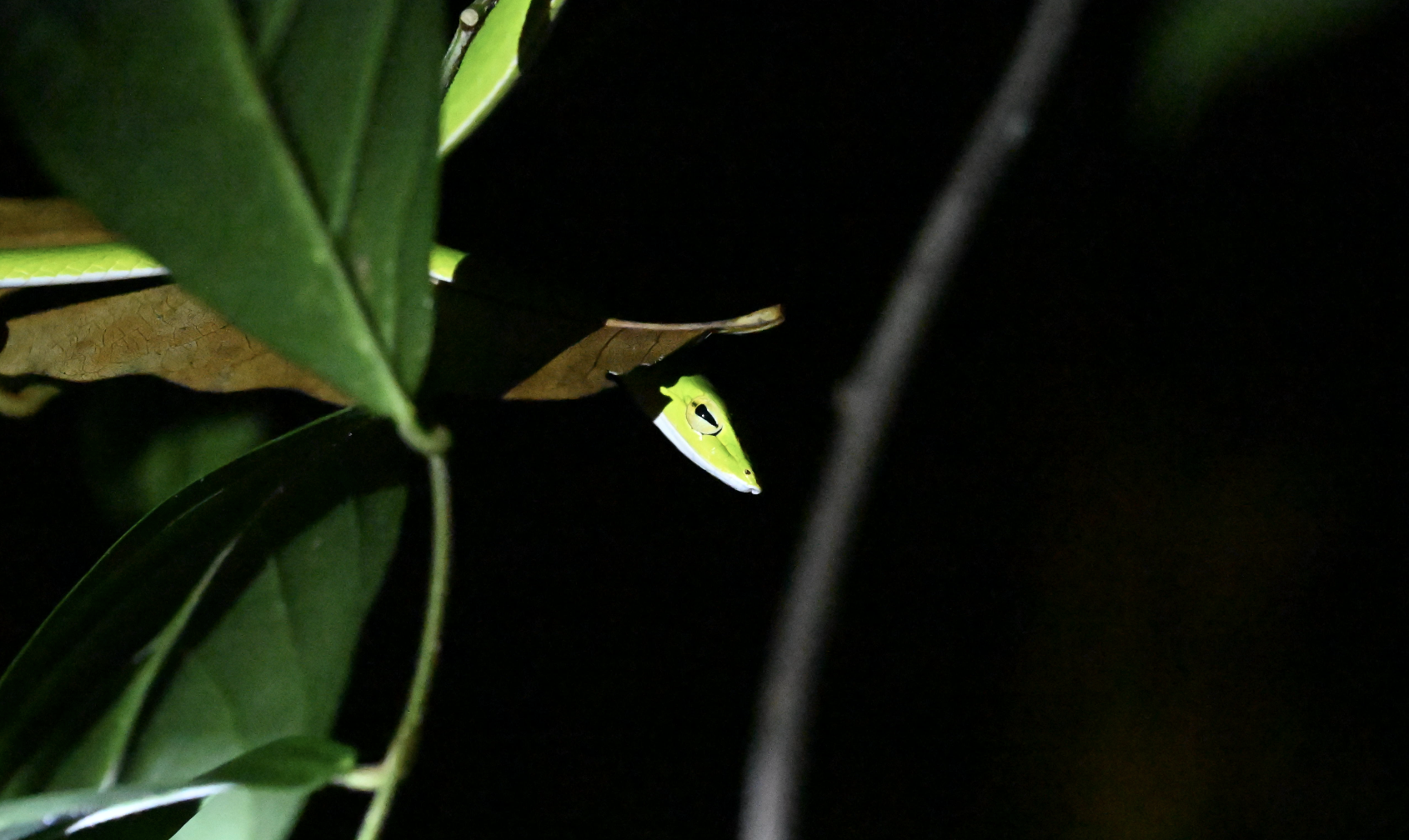 Bigeye Whipsnake ~ Old Upper Thomson Road