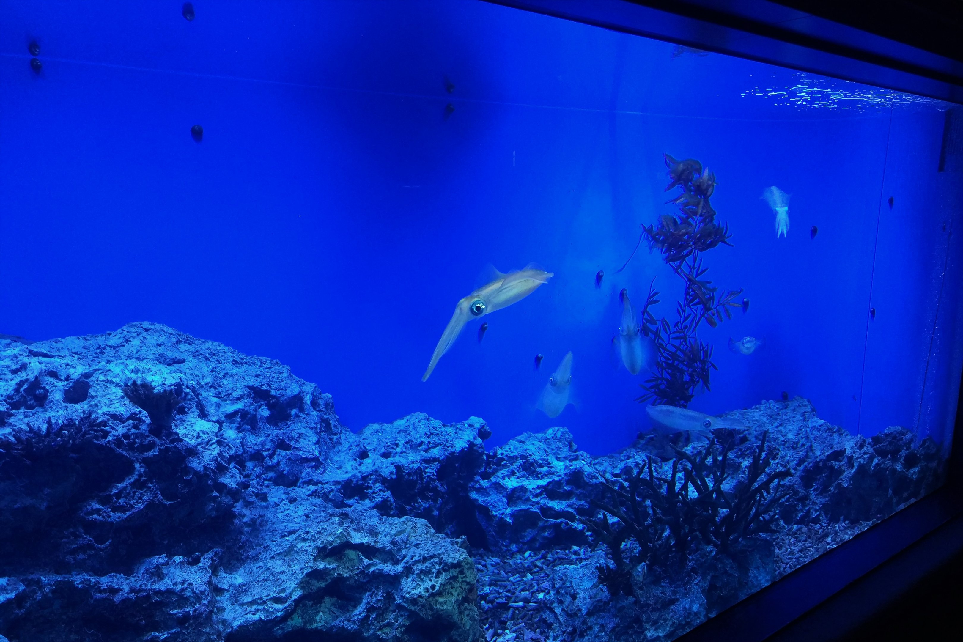 Bigfin Reef Squid Exhibit