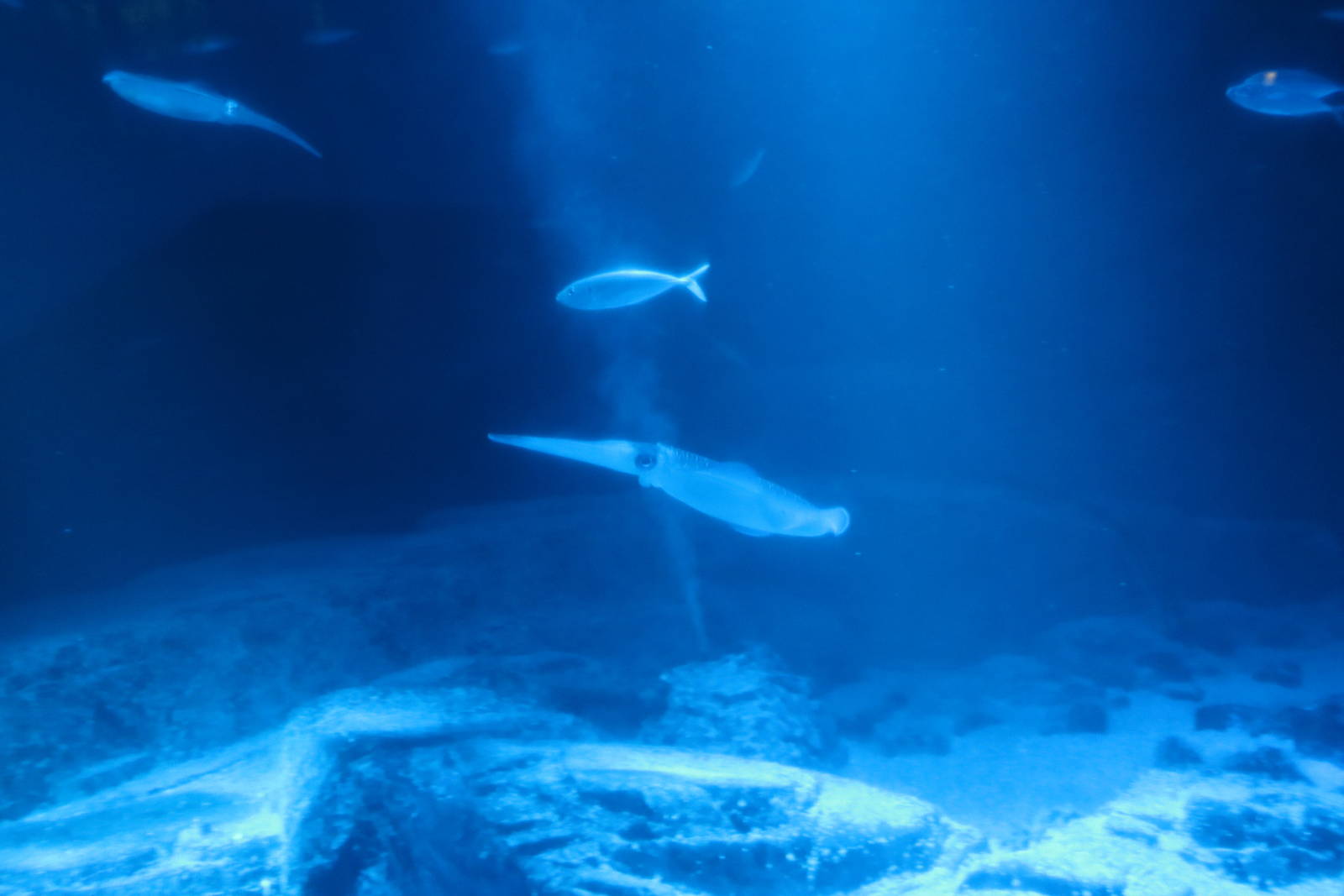 Bigfin reef squid, February 2016
