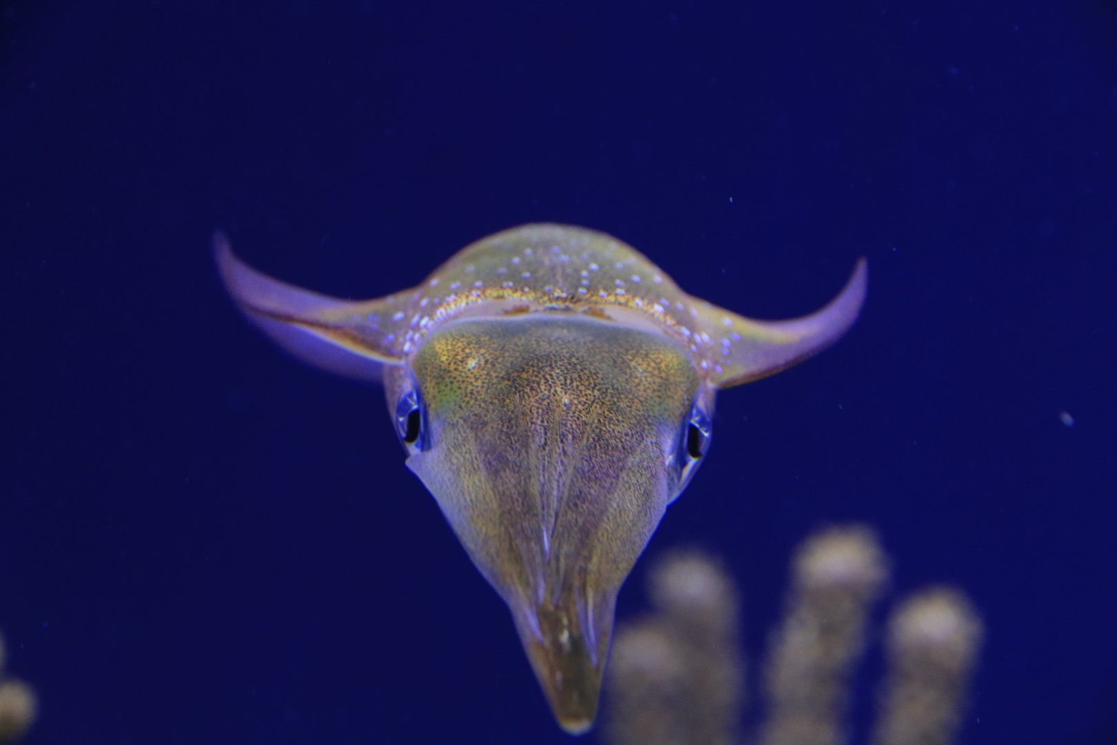 Bigfin Reef Squid (June 2019)
