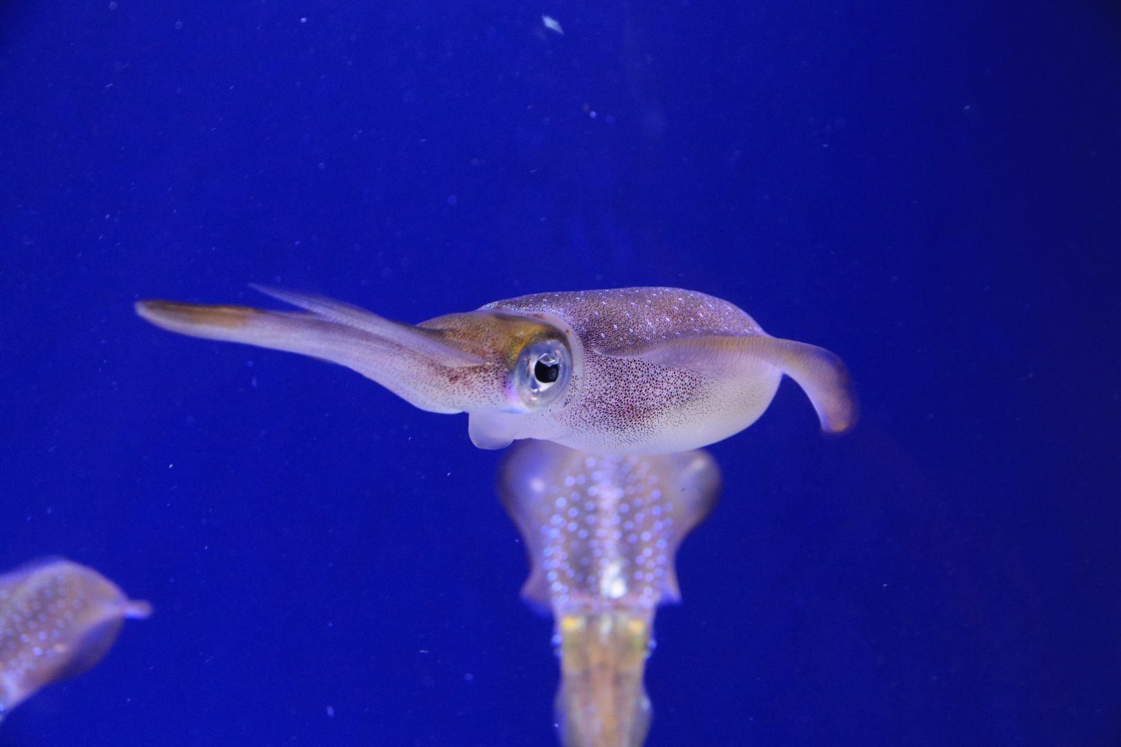 Bigfin Reef Squid (June 2019)