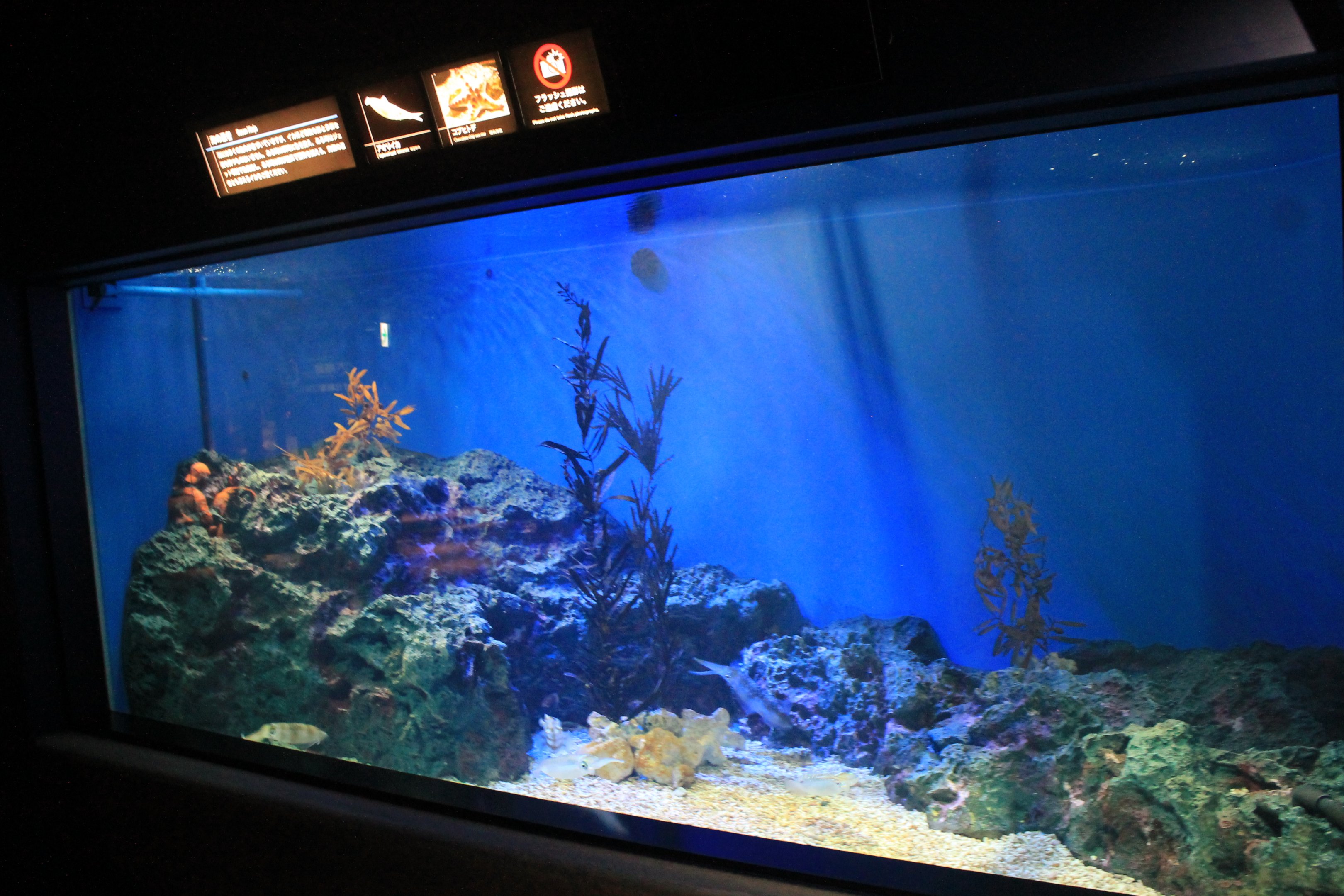 Bigfin Reef Squid (Sepioteuthis lessoniana) tank