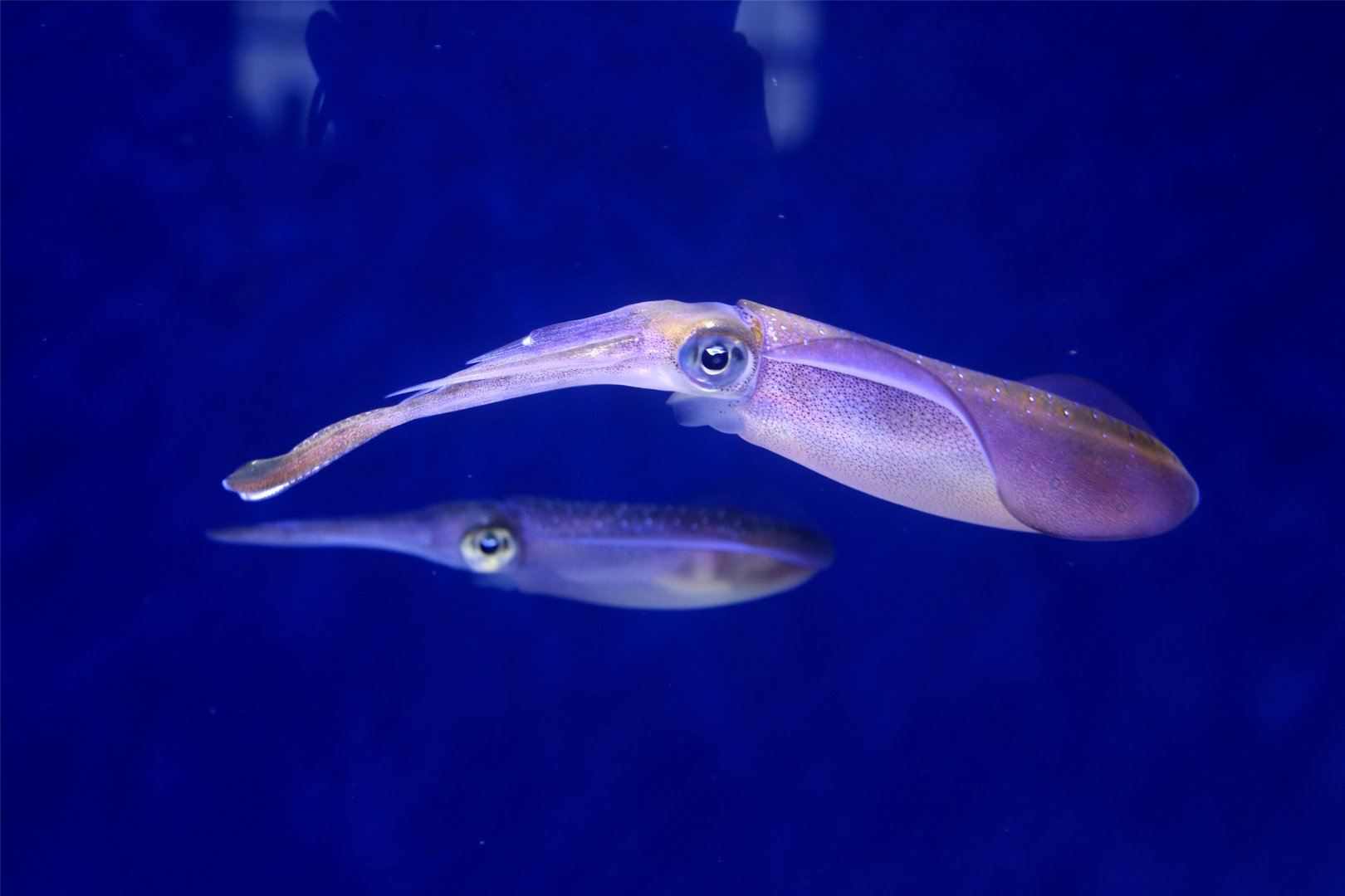 Bigfin reef squid (Sepioteuthis lessoniana)