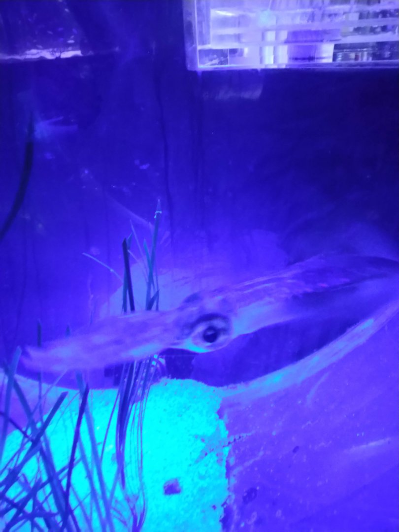 Bigfin Reef Squid (Sepioteuthis lessoniana)