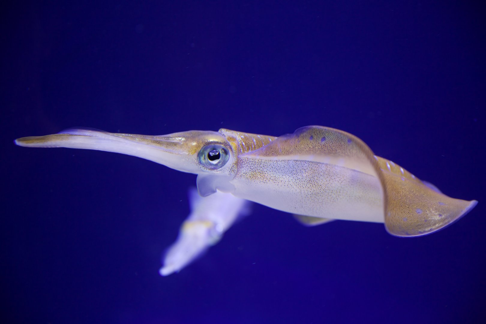Bigfin Reef Squid/ Sepioteuthis lessoniana