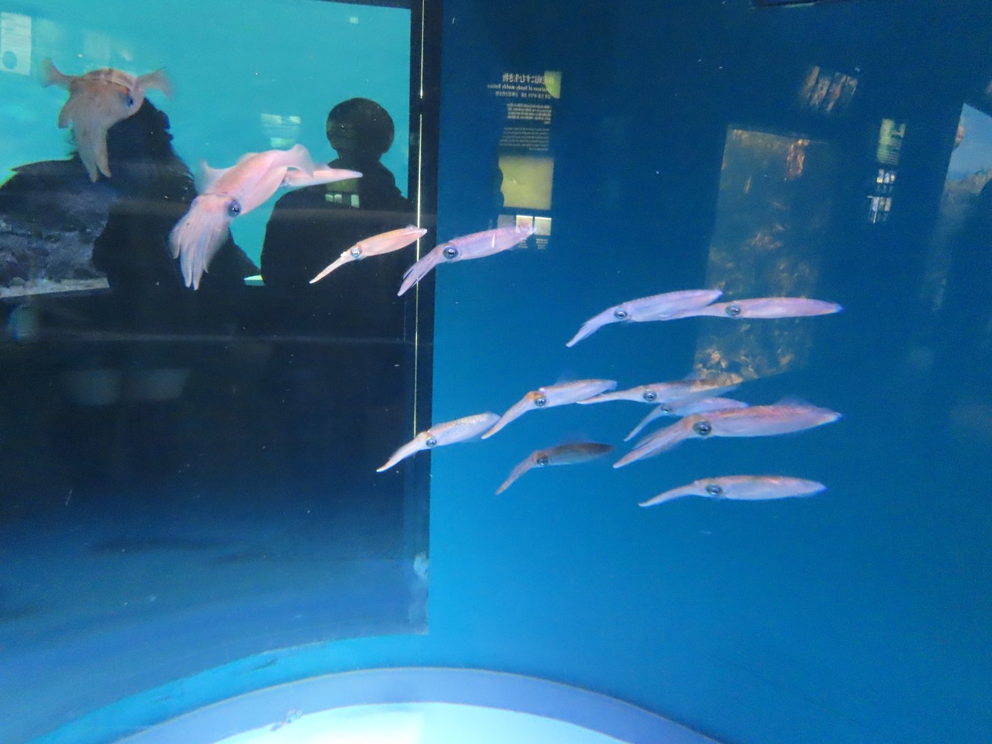 Bigfin reef squid (Sepioteuthis lessoniana)