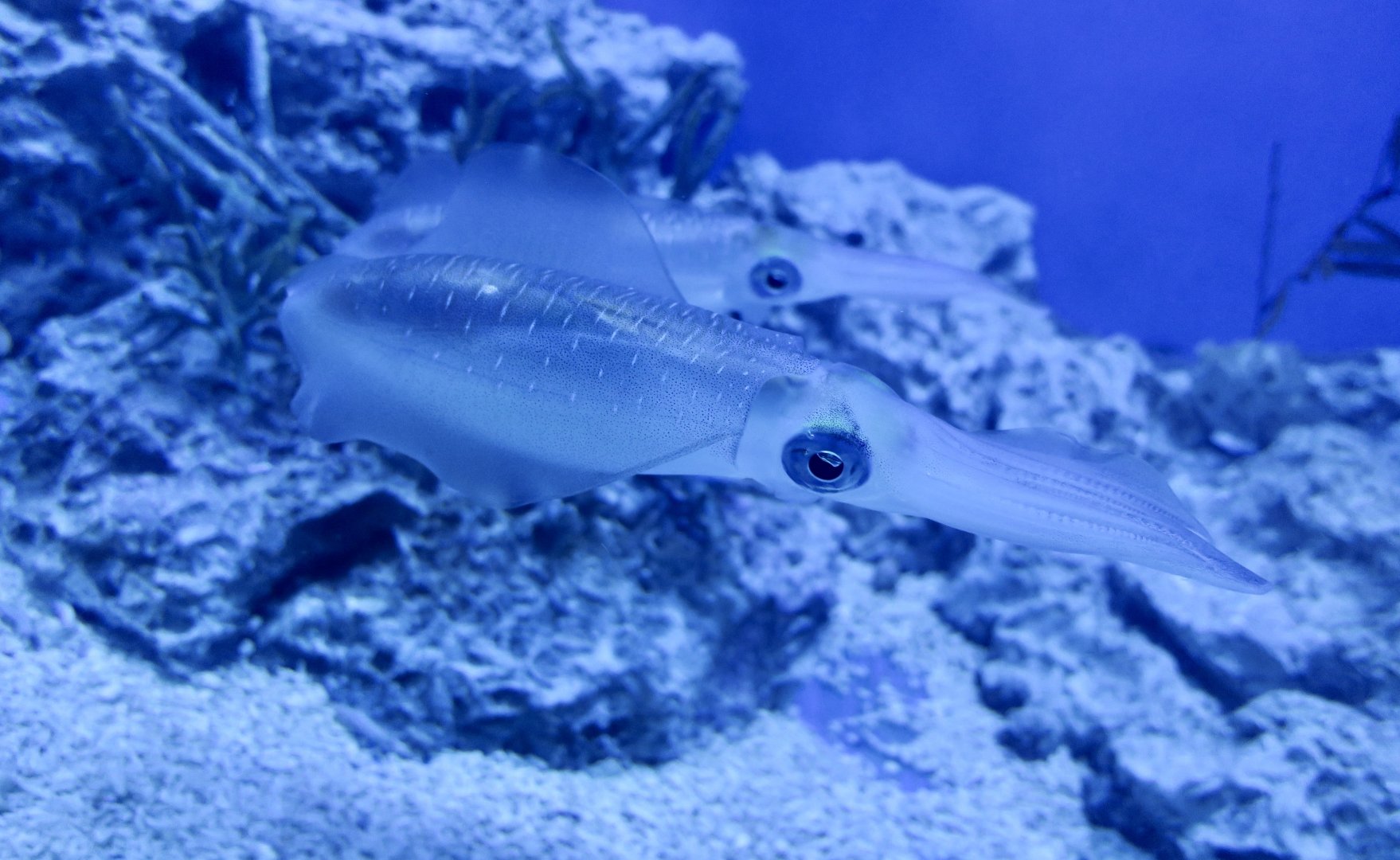 Bigfin Reef Squid (Sepioteuthis lessoniana)