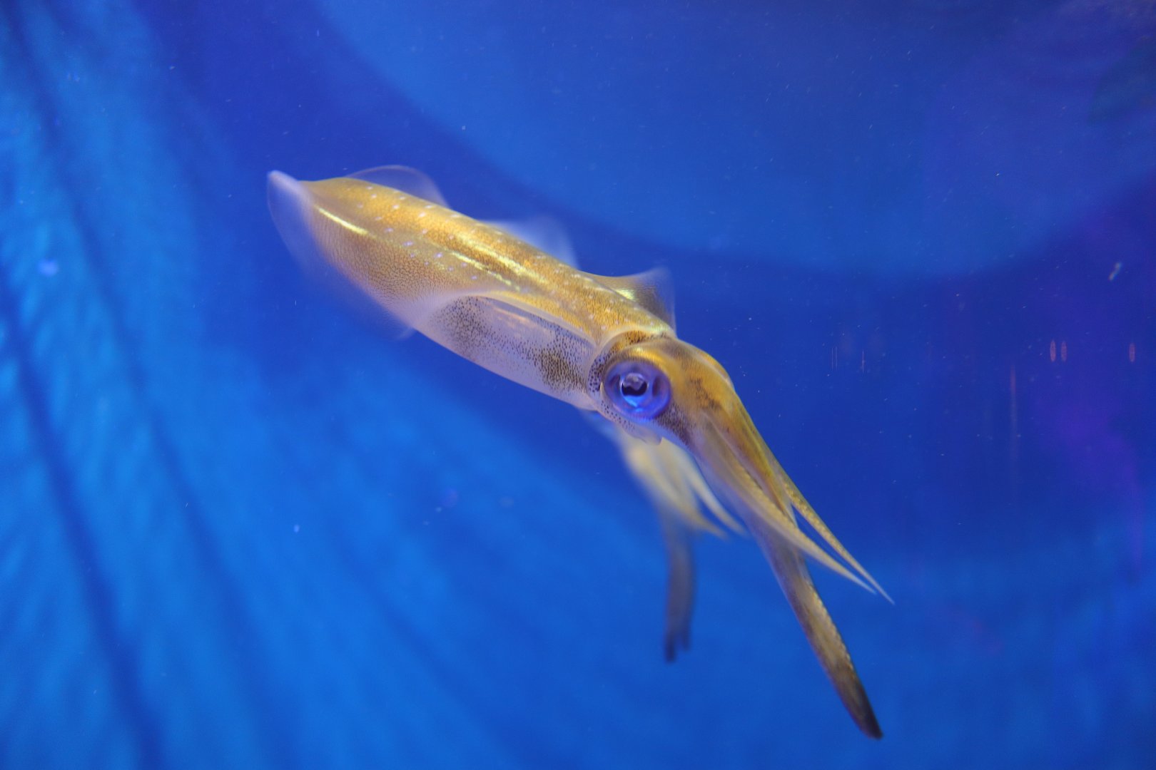 Bigfin Reef Squid (Sepioteuthis lessoniana)
