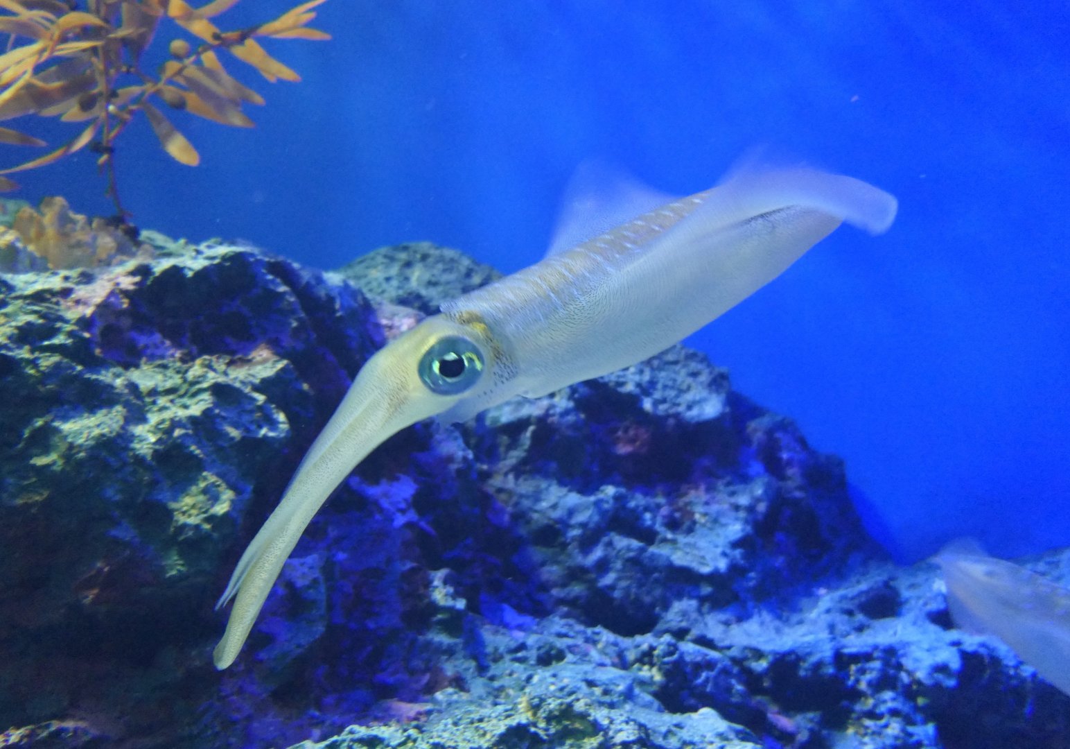 Bigfin Reef Squid (Sepioteuthis lessoniana)
