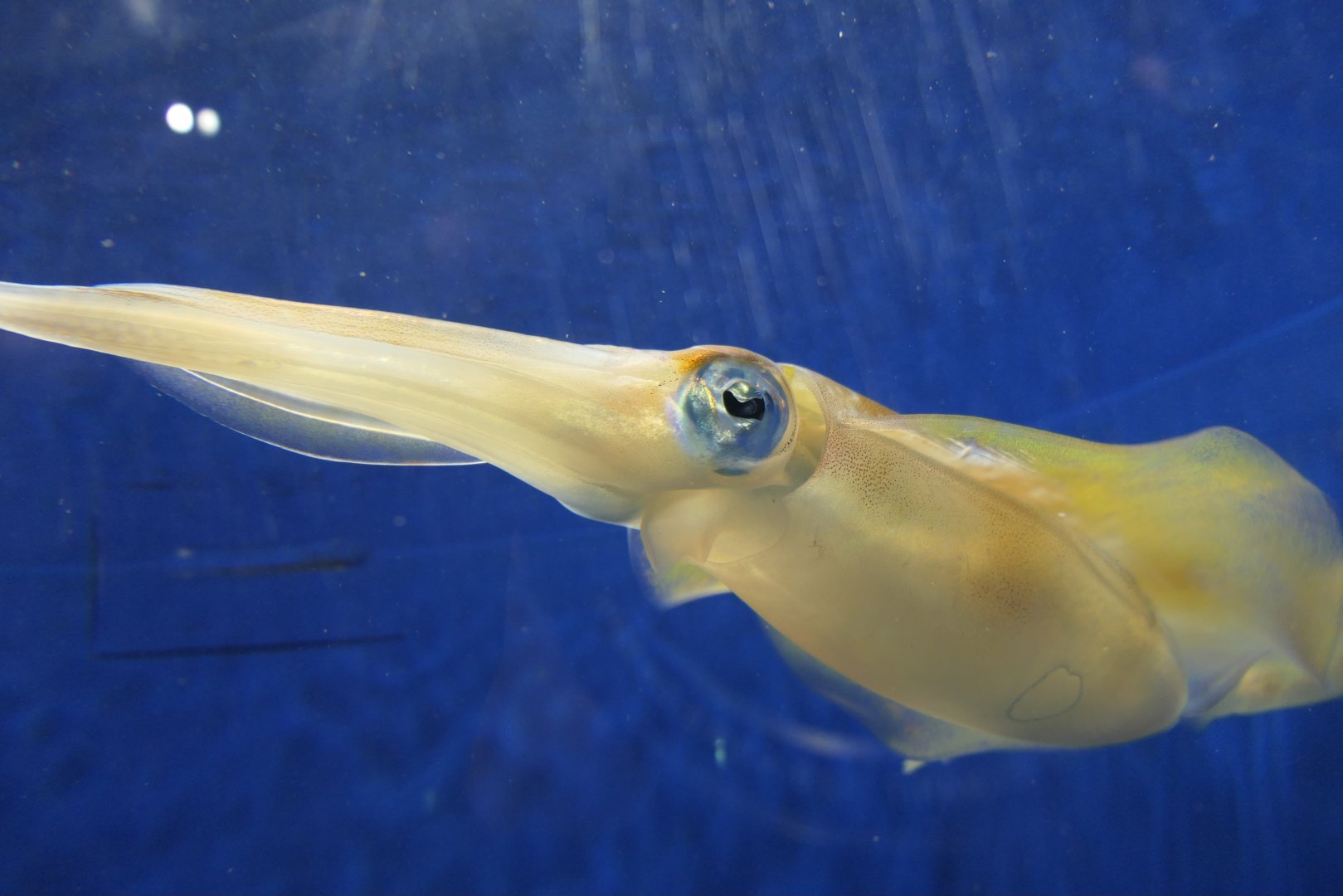 Bigfin Reef Squid (Sepioteuthis lessoniana)