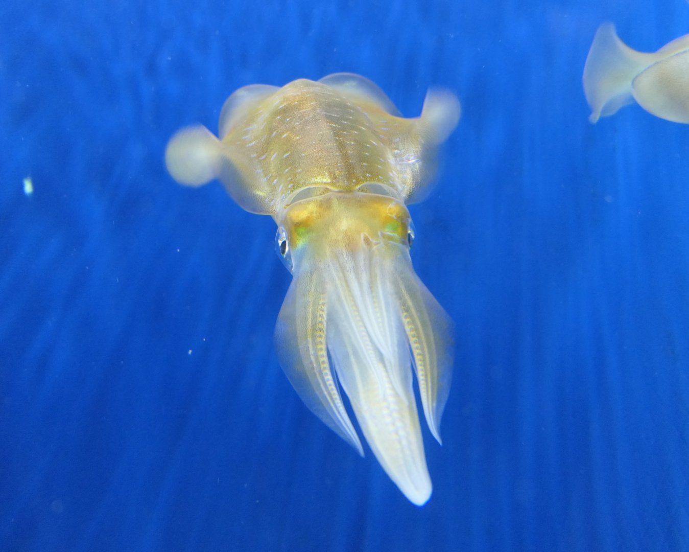 Bigfin Reef Squid (Sepioteuthis lessoniana)