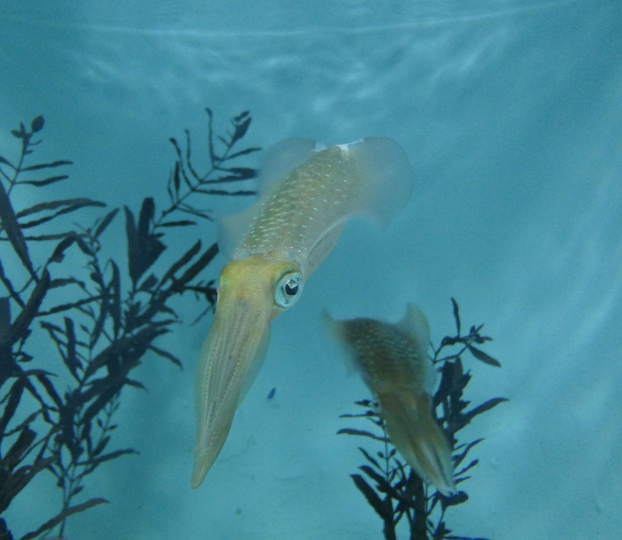 Bigfin Reef Squid (Sepioteuthis lessoniana)