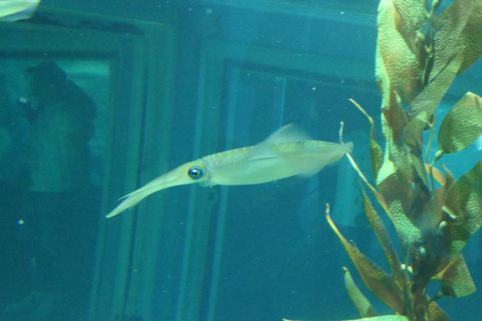 Bigfin Reef Squid (Sepioteuthis lessoniana)