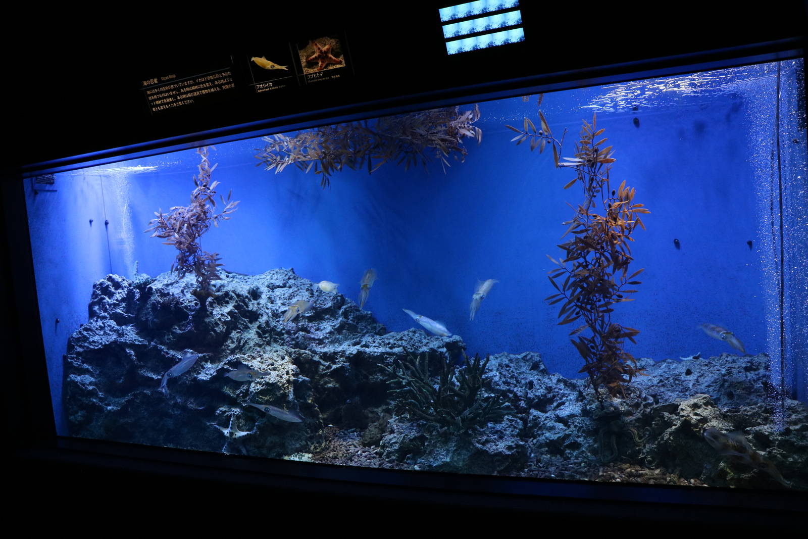 Bigfin reef squid tank - Sunshine Aquarium Tokyo, February 2016
