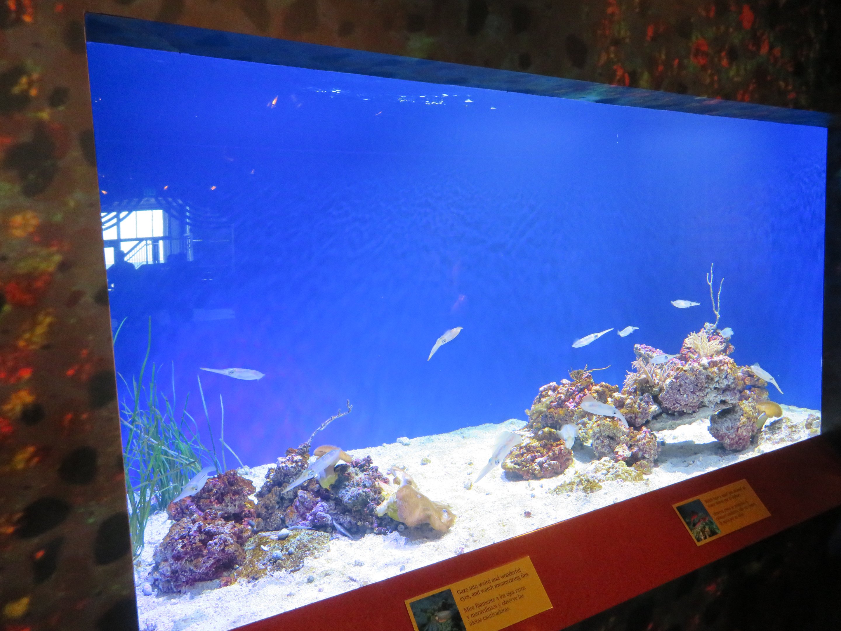 Bigfin Reef Squid Tank