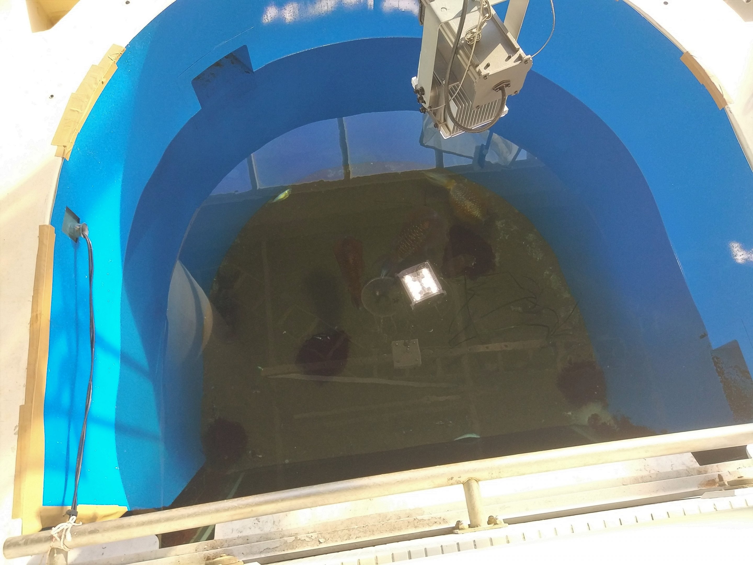 Bigfin Reef Squid Top View