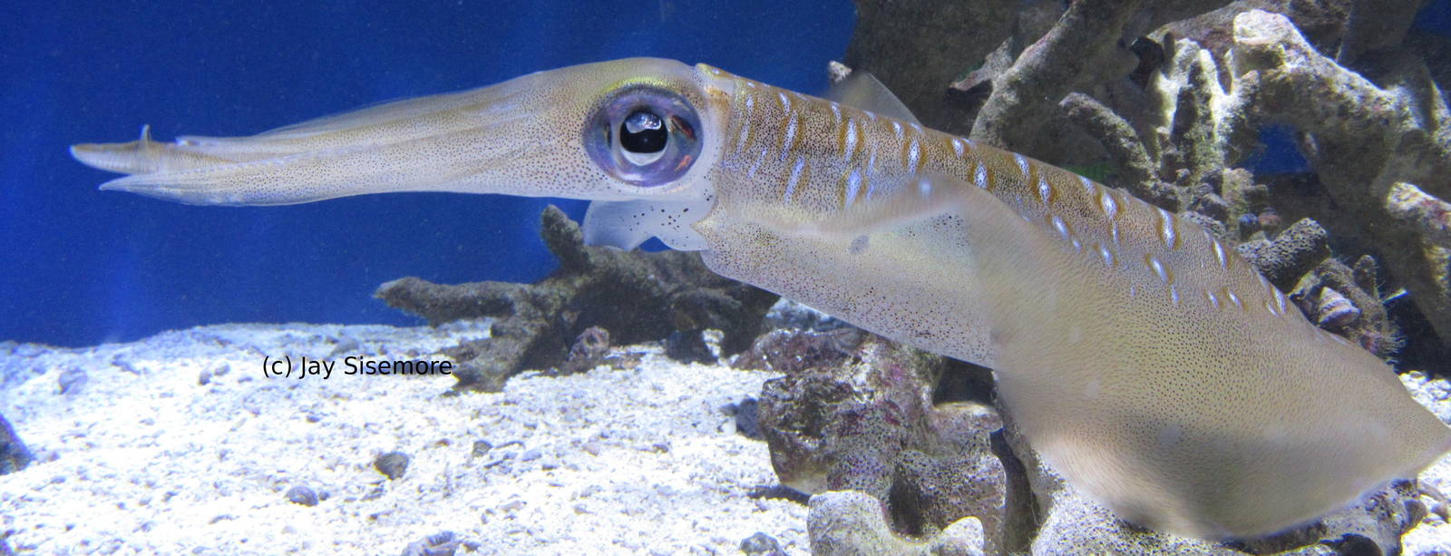 Bigfin Reef Squid