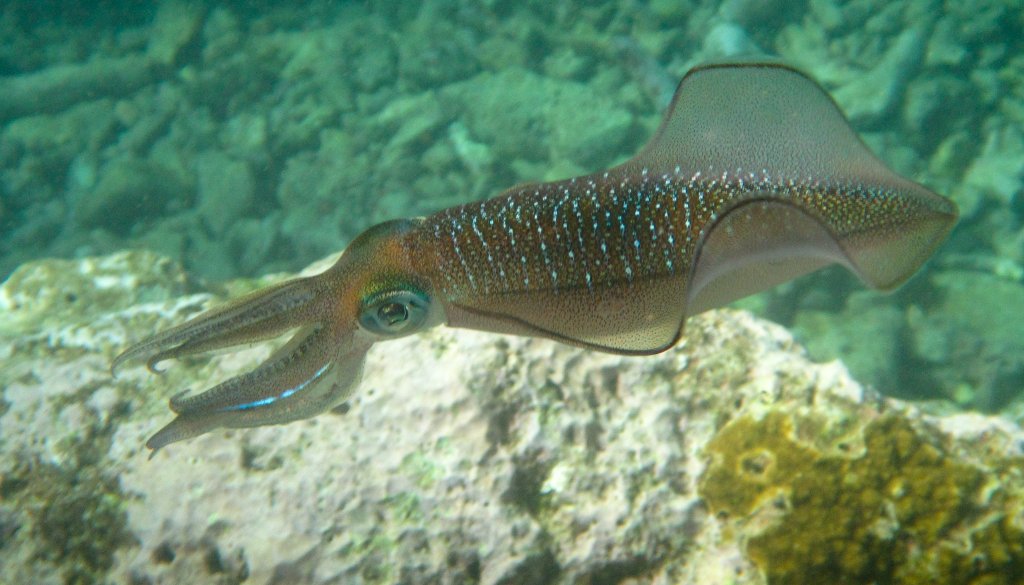 Bigfin Reef Squid