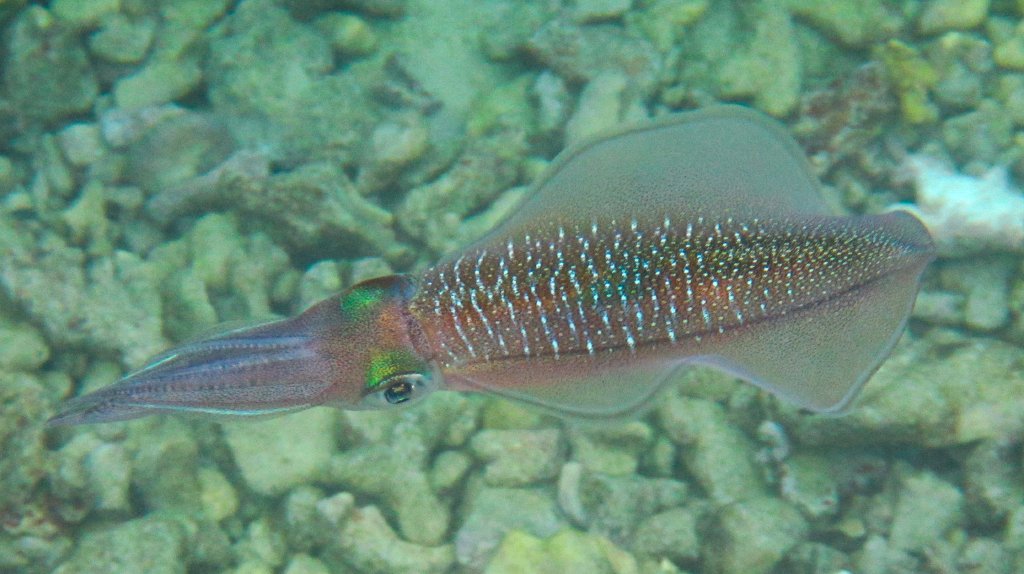 Bigfin Reef Squid