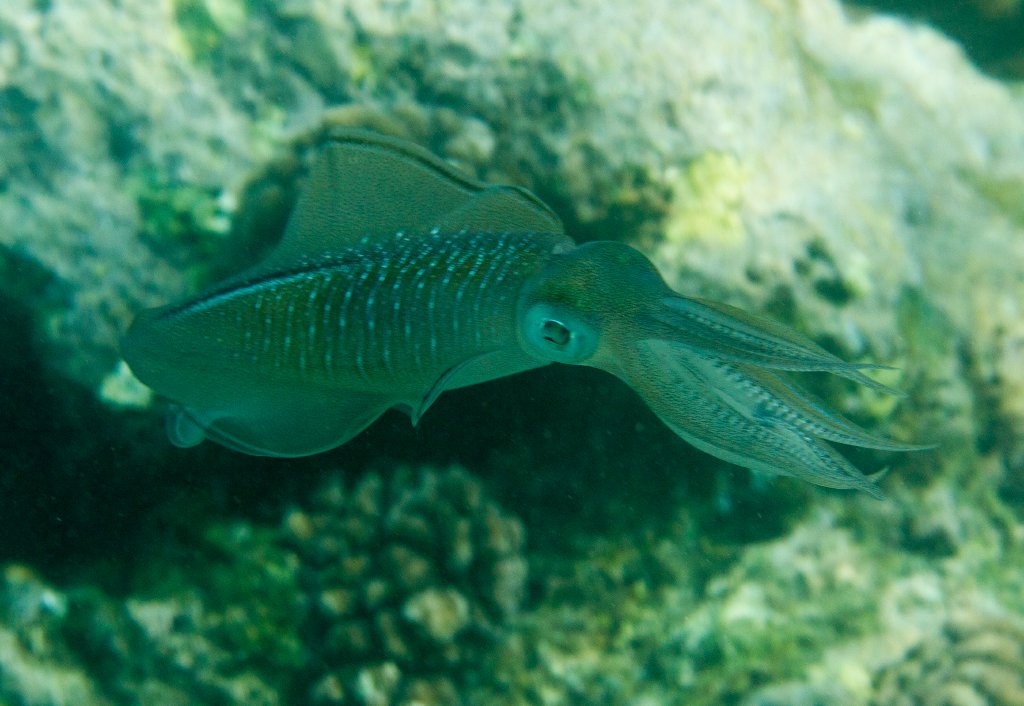 Bigfin Reef Squid