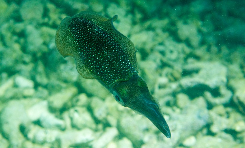 Bigfin Reef Squid