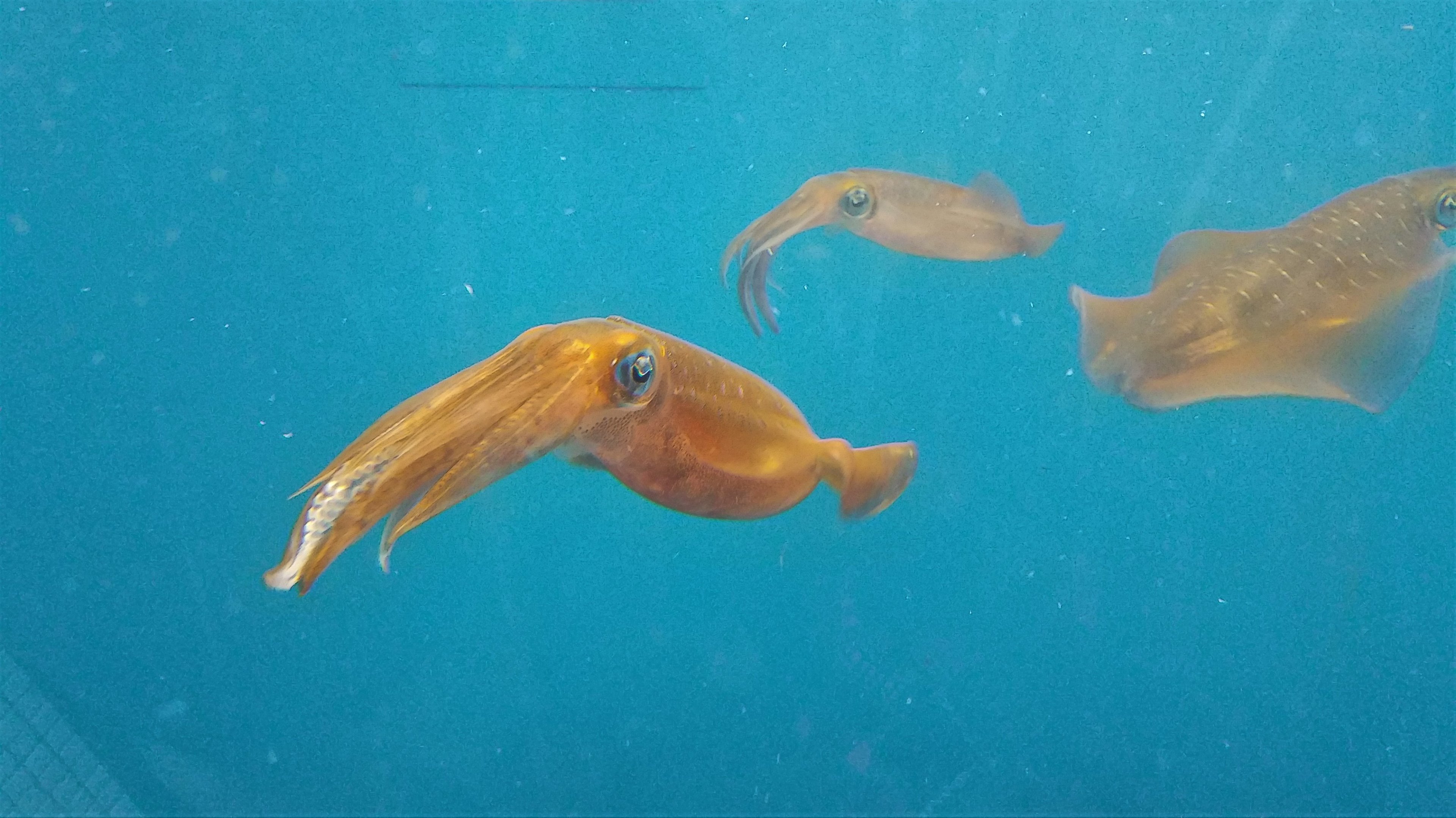 Bigfin Reef Squid