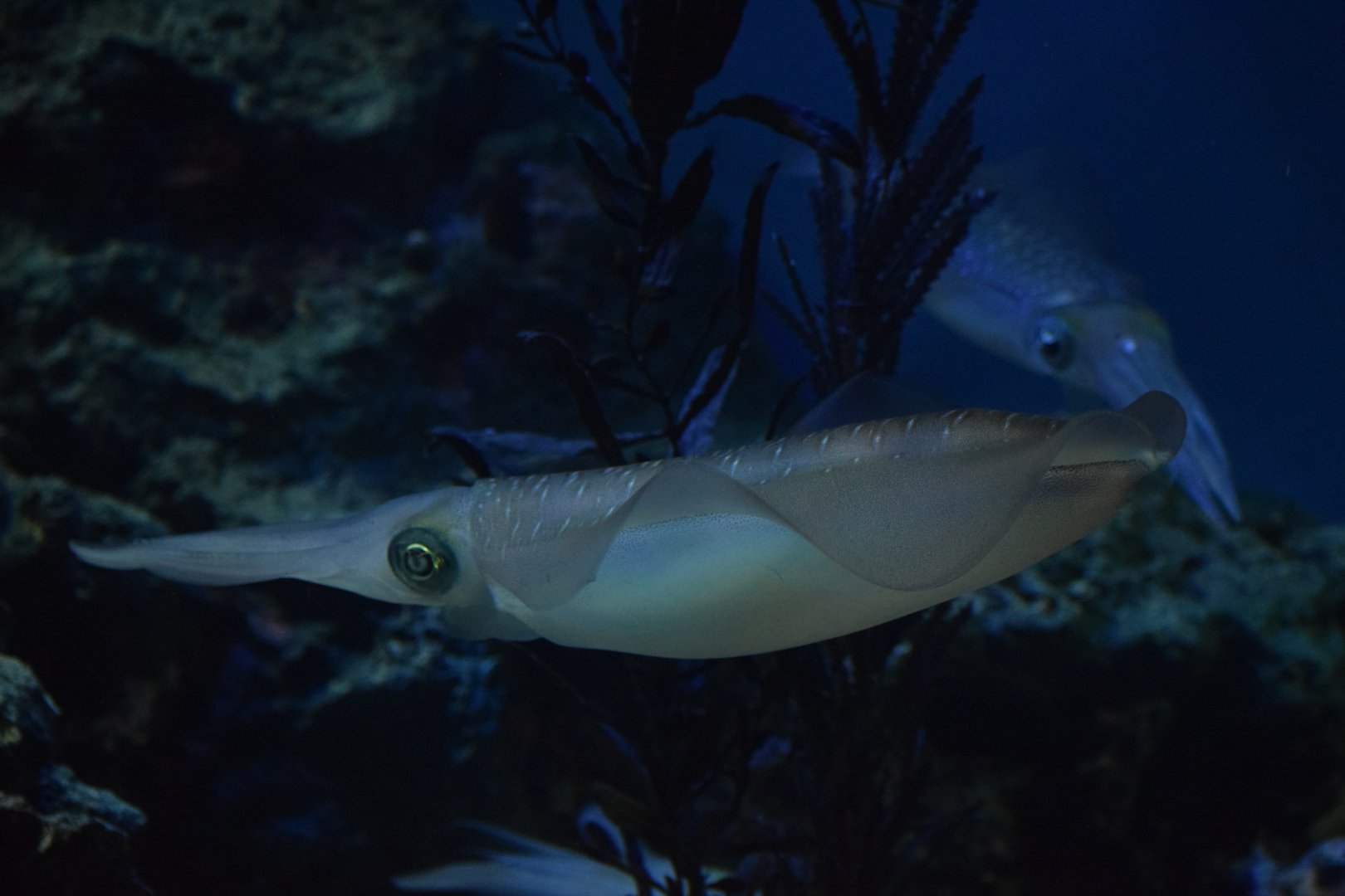 Bigfin reef squid