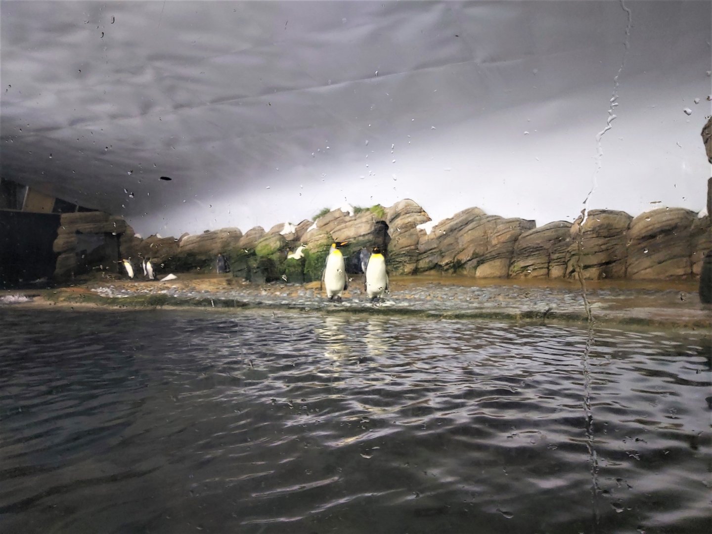 Biggest part of the king penguin and Antarctic gentoo penguin enclosure