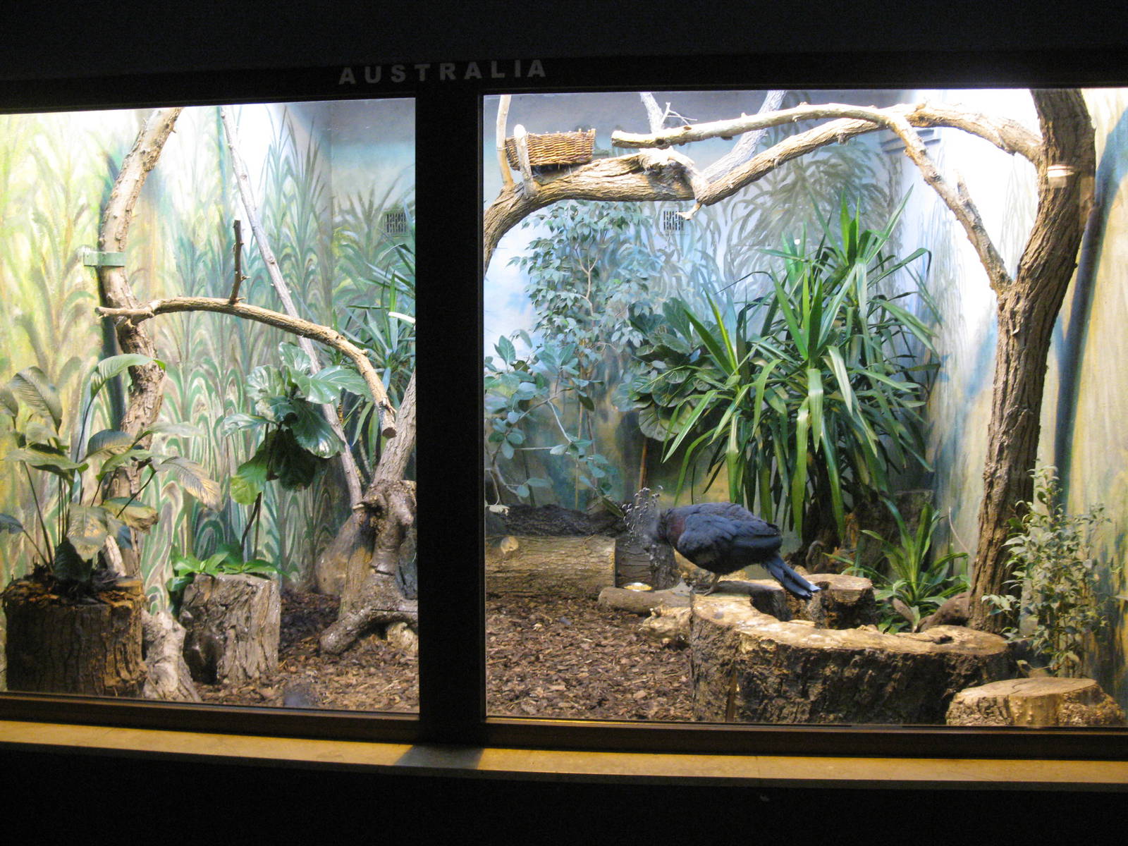 Biggest Pidgeon in the indoor aviary