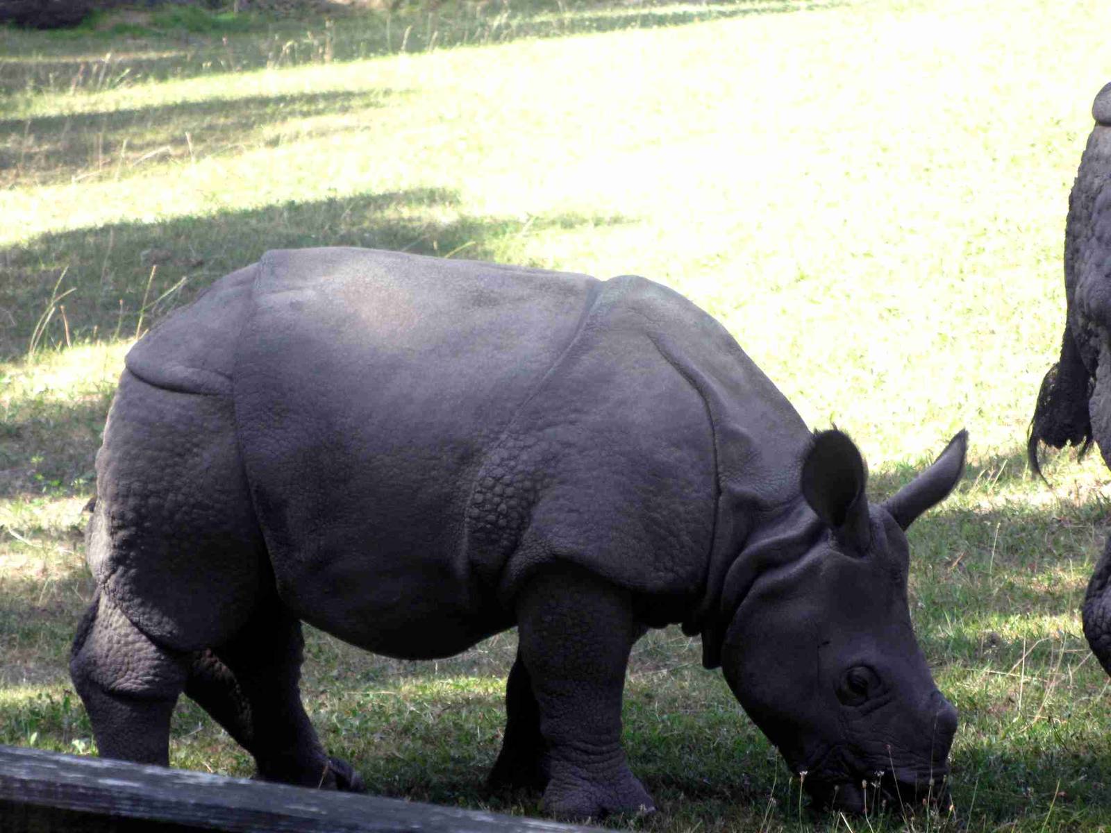 Biggest star in the Warsaw Zoo 2013