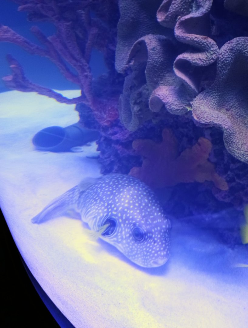 Biggie the massive Pufferfish (6/21/25)