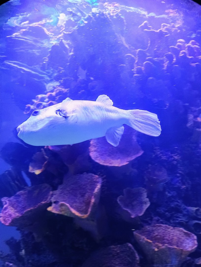 Biggie the massive Pufferfish (6/21/25)