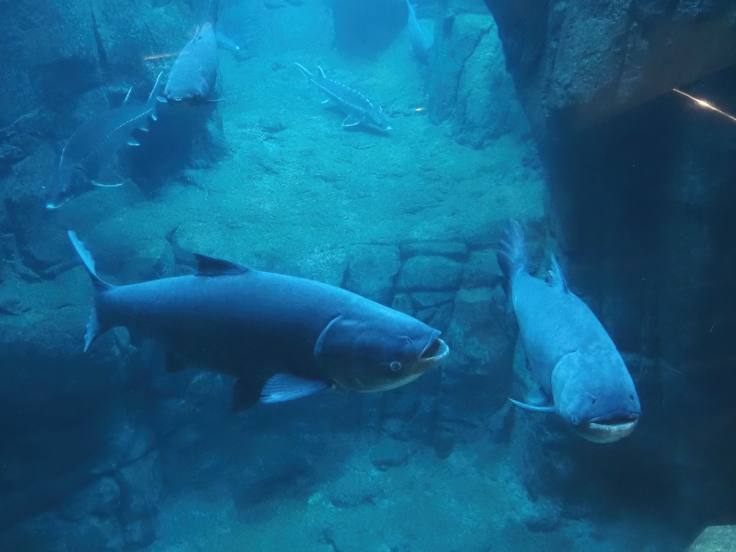 Bighead carp (Hypophthalmichthys nobilis), 2025-11-30