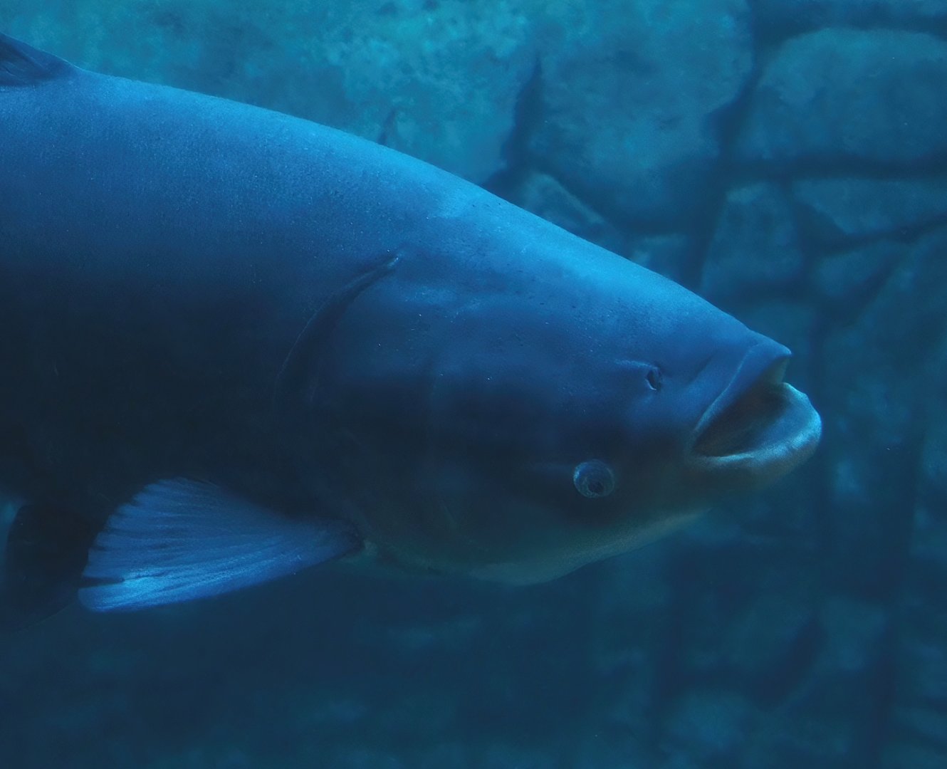 Bighead carp (Hypophthalmichthys nobilis), 2025-11-30