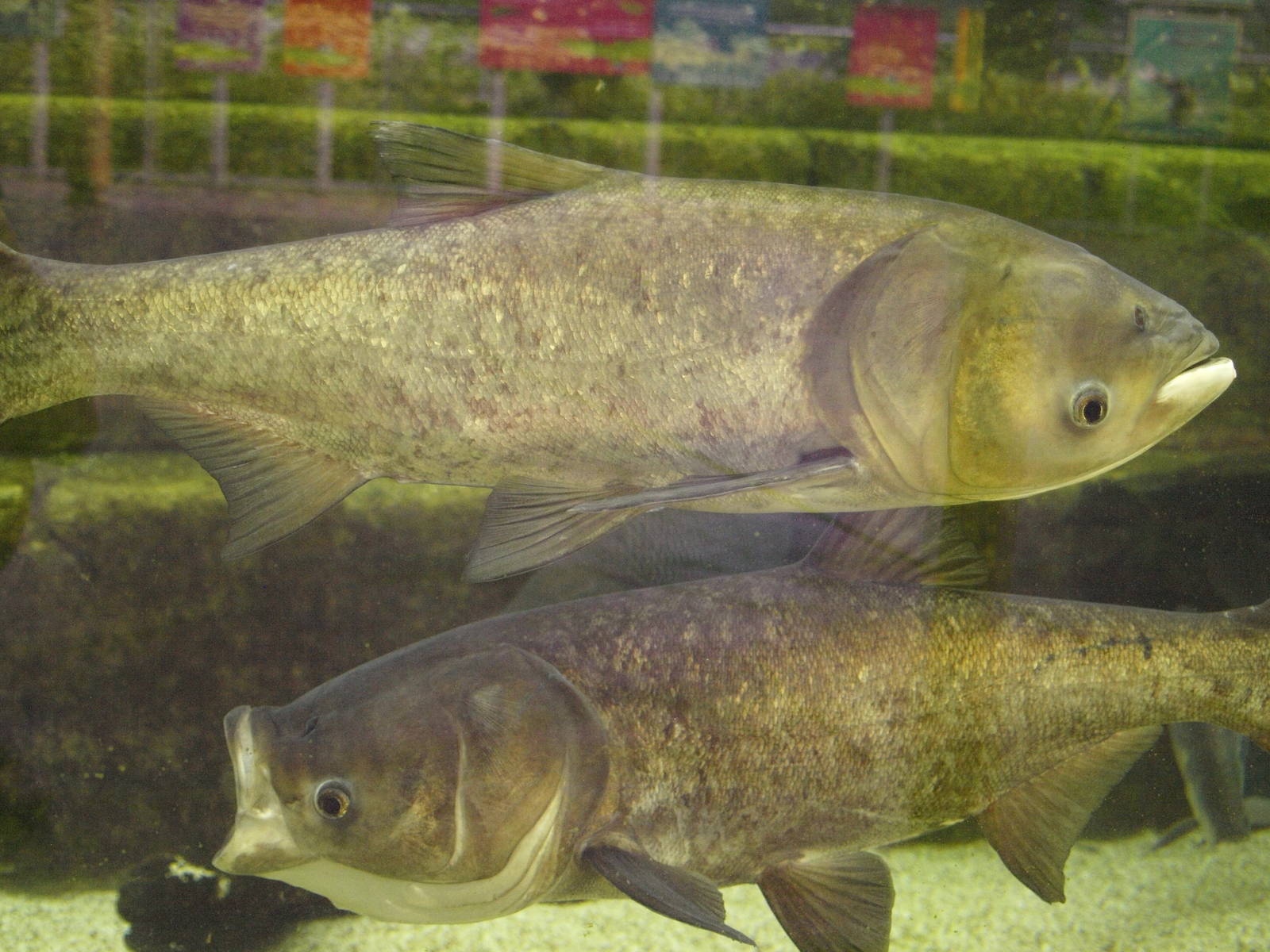 Bighead Carp (Hypophthalmichthys nobilis)