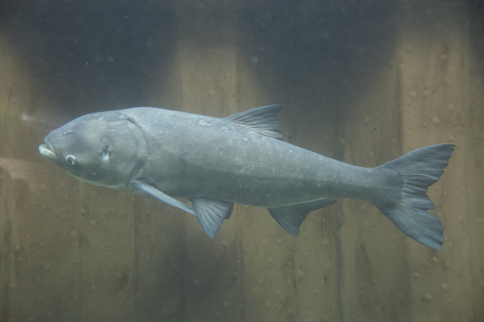 Bighead Carp/ Hypophthalmichthys nobilis