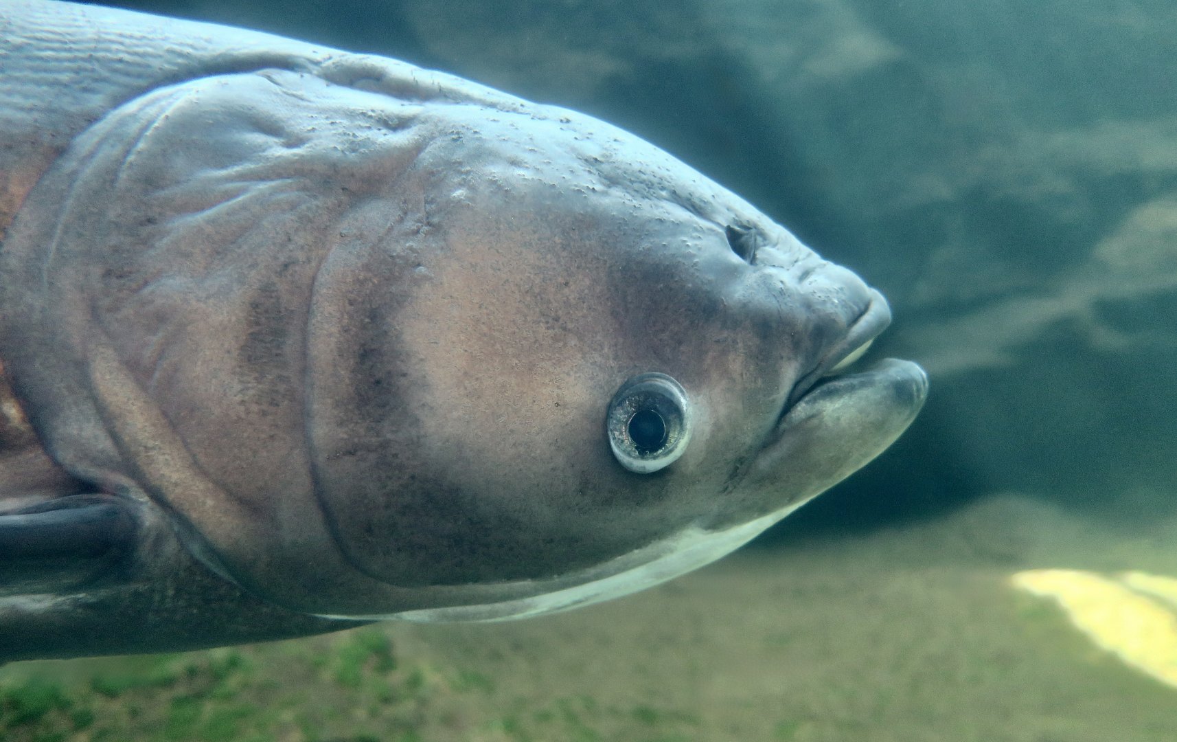 Bighead Carp (Hypophthalmichthys nobilis)