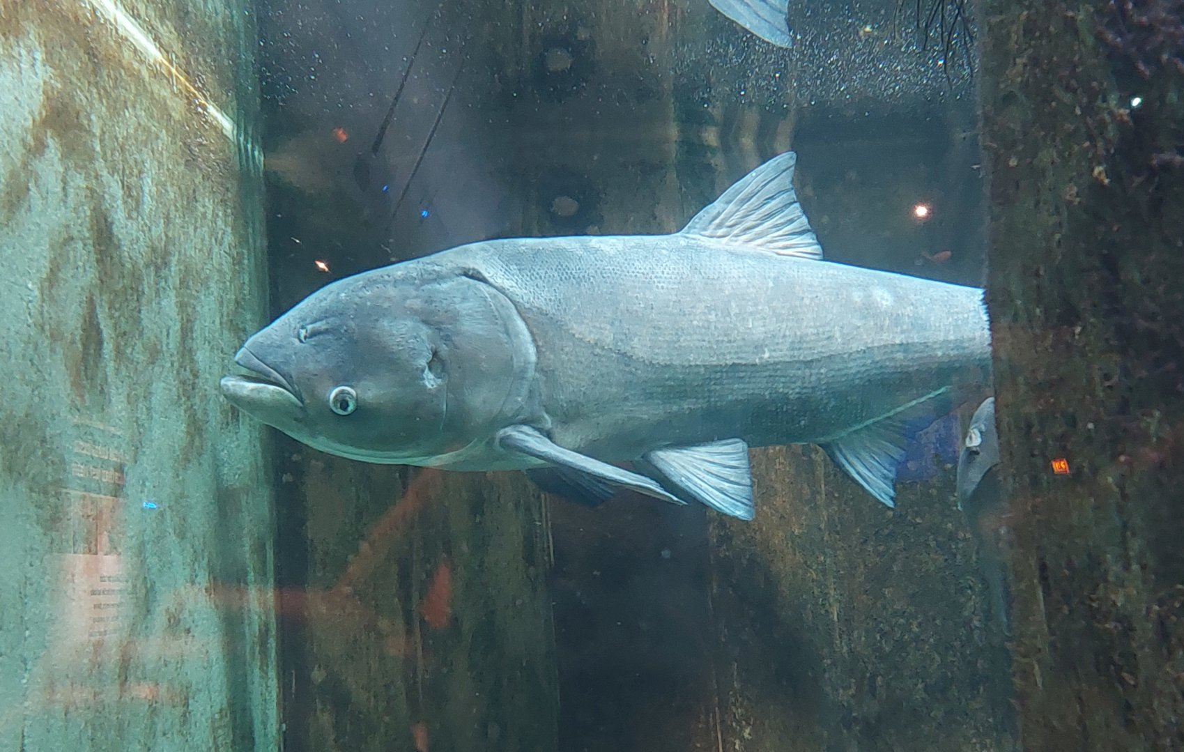 Bighead carp- Sturgeon tank