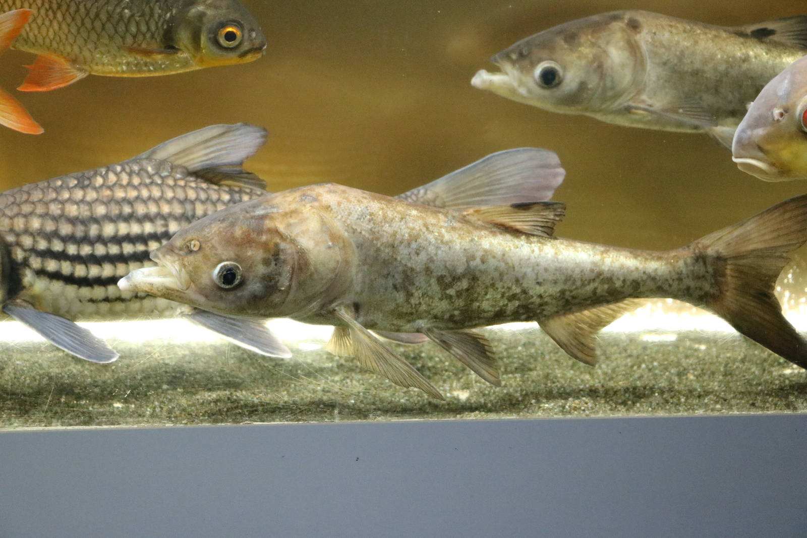 Bighead carp - Tokyo Tower Aquarium, February 2016