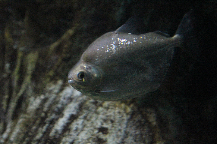 Bighead silver dollar (Metynnis altidorsalis) - Jawa Timur Park 1