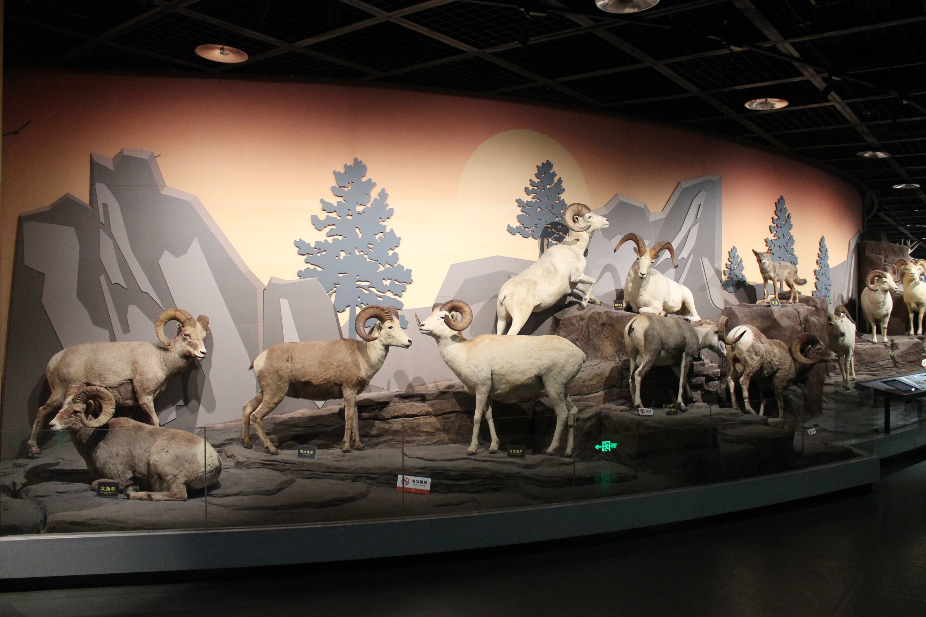Bighorn and Dall's Sheep - Shaanxi Nature Museum