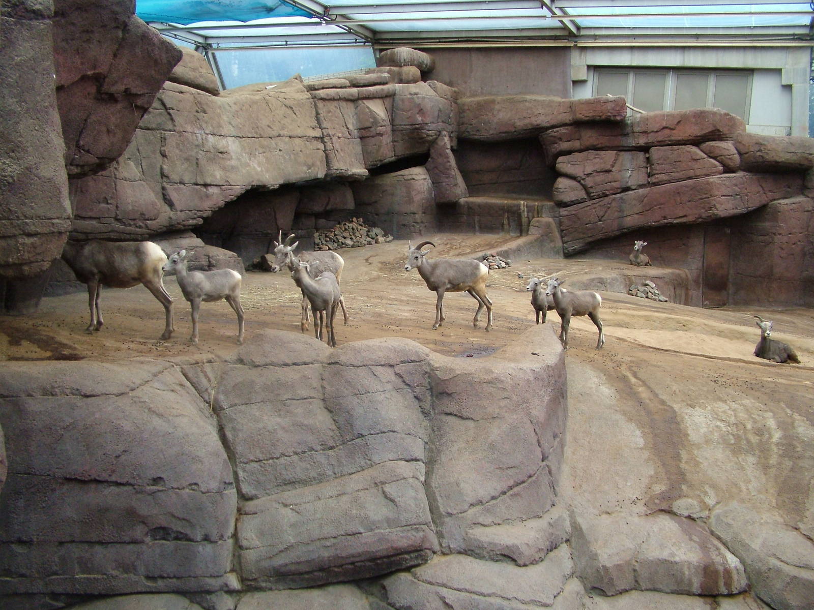 Bighorn Exhibit in Burgers Desert at Burgers Zoo Arnhem, 29/08/10