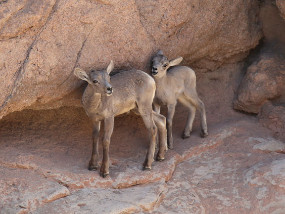 Bighorn lambs