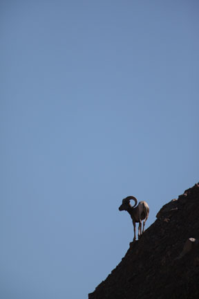 bighorn on mountain