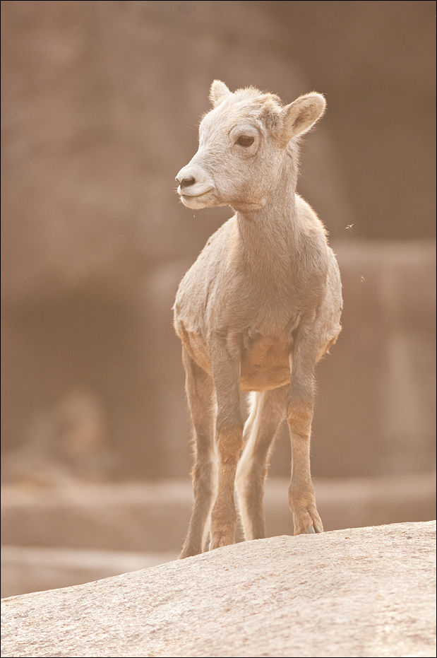 Bighorn sheep at Burgers Zoo