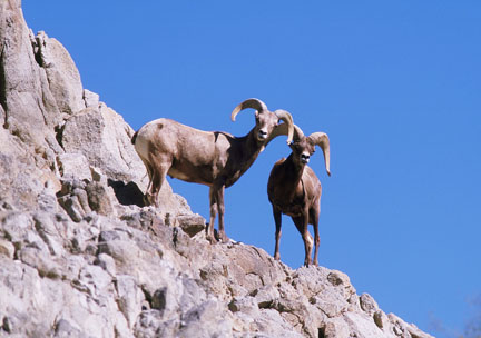 bighorn sheep at The Living Desert